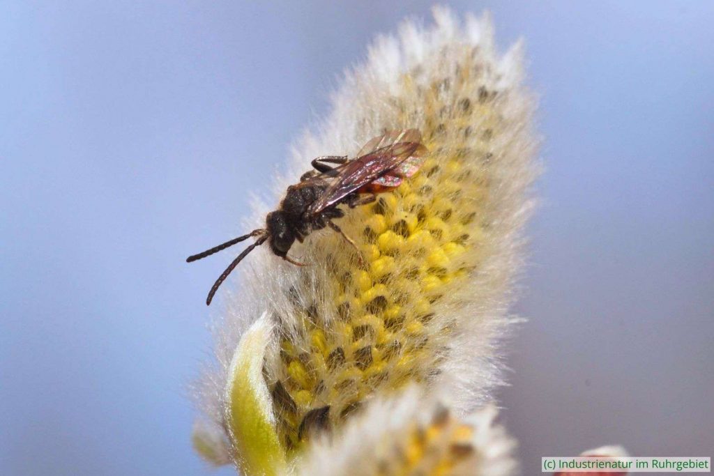 Rotschwarze Wespenbiene (Nomada fabriciana) auf Sal-Weide (Salix caprea), Gleispark Frintrop, 30.03.2018