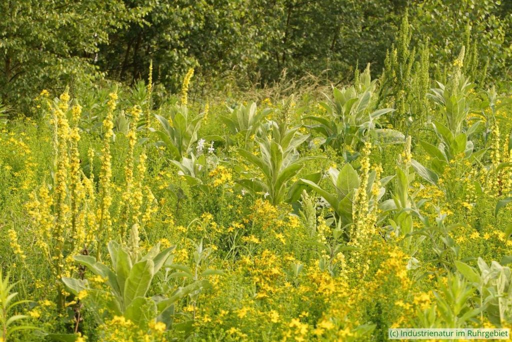 Königskerzen (Verbascum sp.), Echtes Johanniskraut (Hypericum perforatum) und weitere Pflanzen, Gleispark Frintrop, 08.06.2018