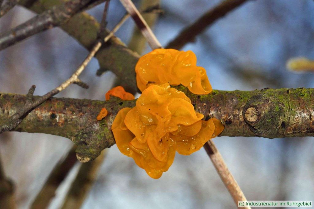 Goldgelber Zitterling (Tremella mesenterica), Gleispark Frintrop, 03.02.2019