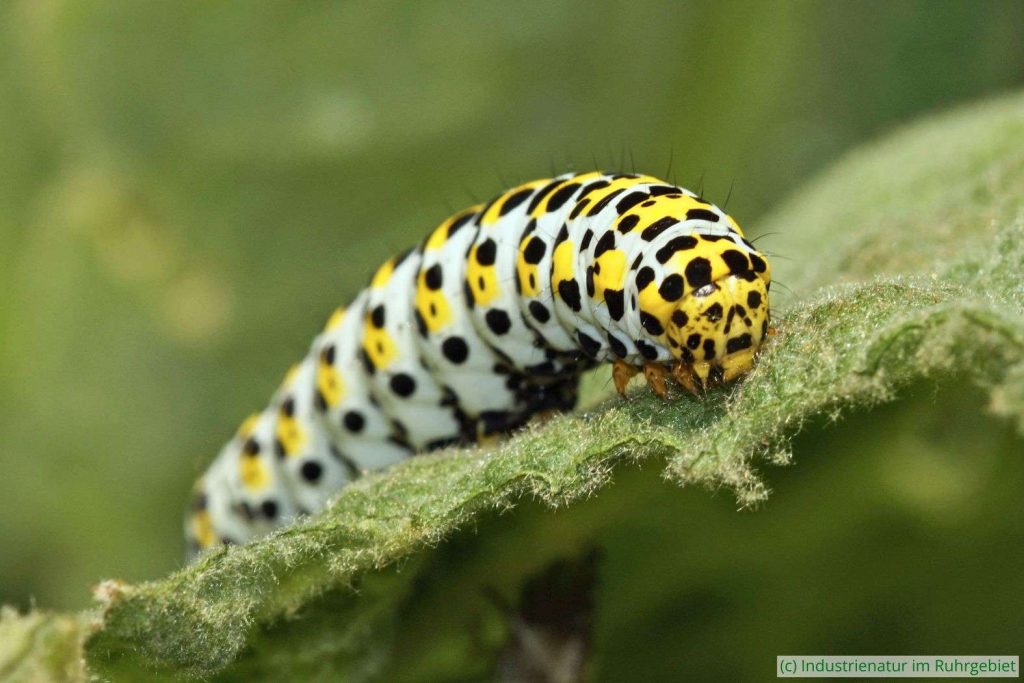 Die auffällige Raupe des Königskerzen-Mönchs (Cucullia verbasci), Gleispark Frintrop, 18.05.2019