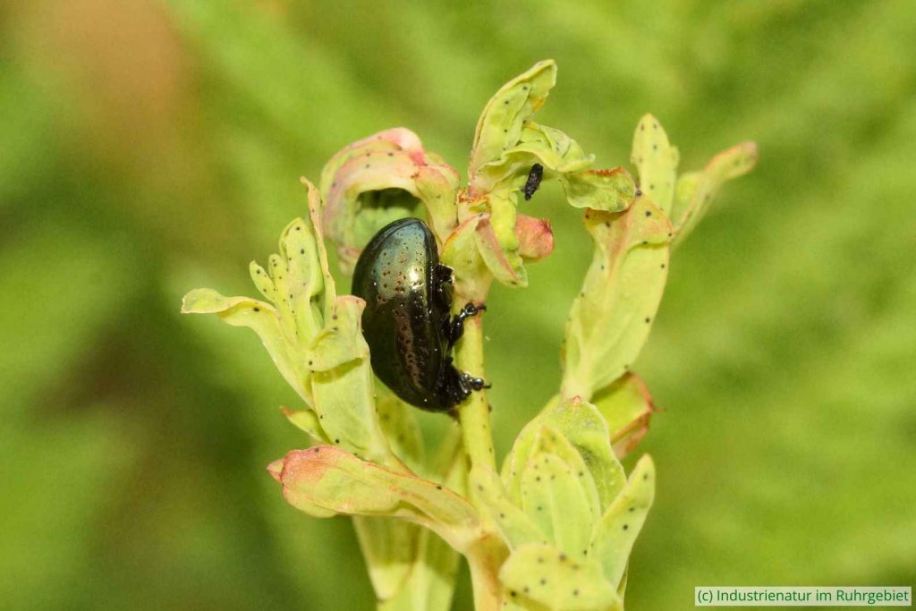 Johanniskraut-Blattkäfer (Chrysolina hyperici), Gleispark Frintrop, 26.05.2019