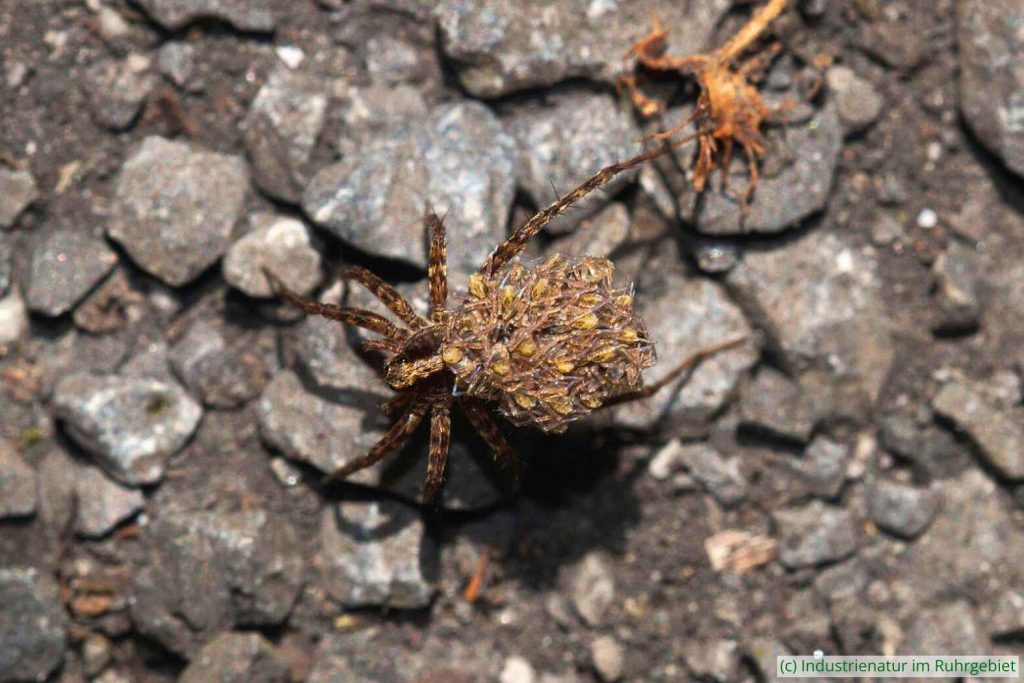 Weibliche Wolfspinne (Lycosidae sp.) trägt ihren Nachwuchs, Halde Großes Holz, 22.06.2022
