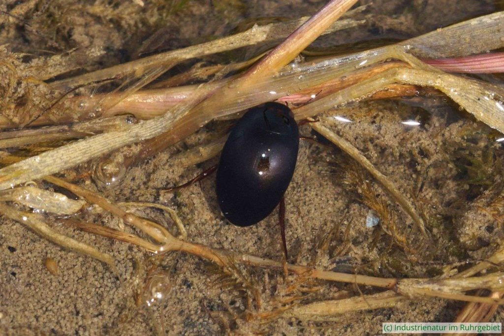 Gemeiner Schnellschwimmer (Agabus bipustulatus) in einem Temporärgewässer, Halde Großes Holz, 04.05.2023