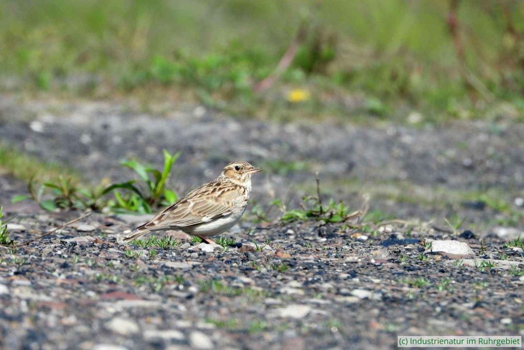 Heidelerche (Lullula arborea), Halde Haniel, 30.04.2023