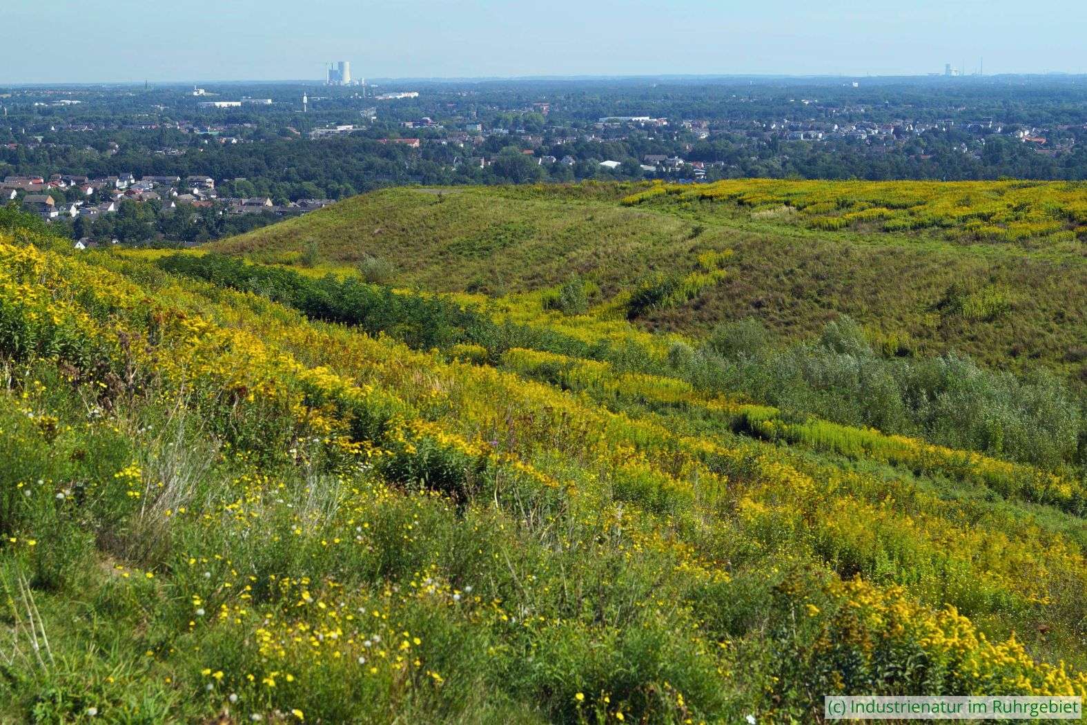 Hochstaudenflur auf der Halde Hoheward, 31.08.2015