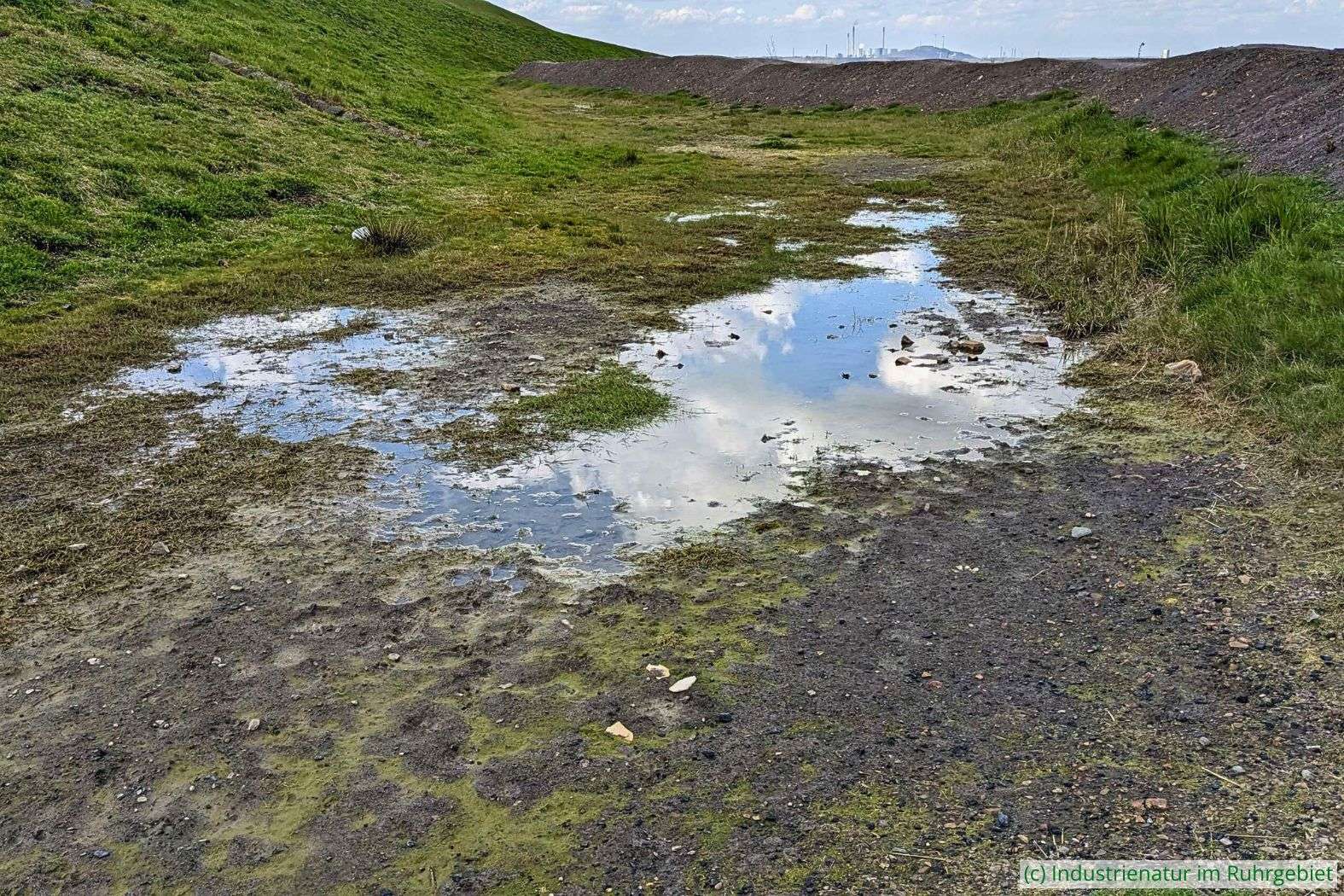 Temporärgewässer auf der Halde Hoheward, 14.04.2023