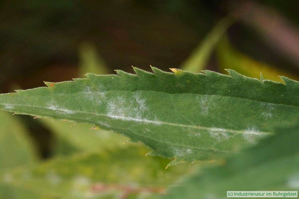 Ein Parasit der Goldruten (Solidago spp.): der Mehltau Golovinomyces asterum var. solidaginis, Halde Hoheward, 22.11.2023