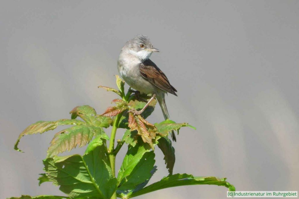 Dorngrasmücke (Sylvia communis), Halde Hoheward, 20.06.2025