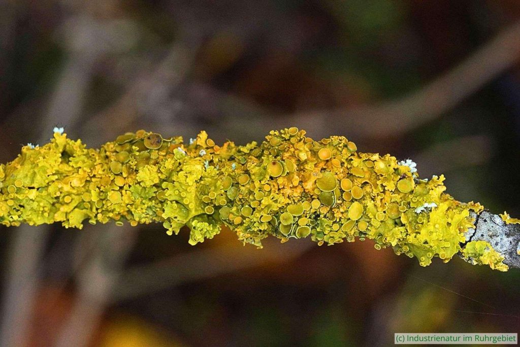 Gewöhnliche Gelbflechte (Xanthoria parietina), Halde Hoppenbruch, 22.11.2023