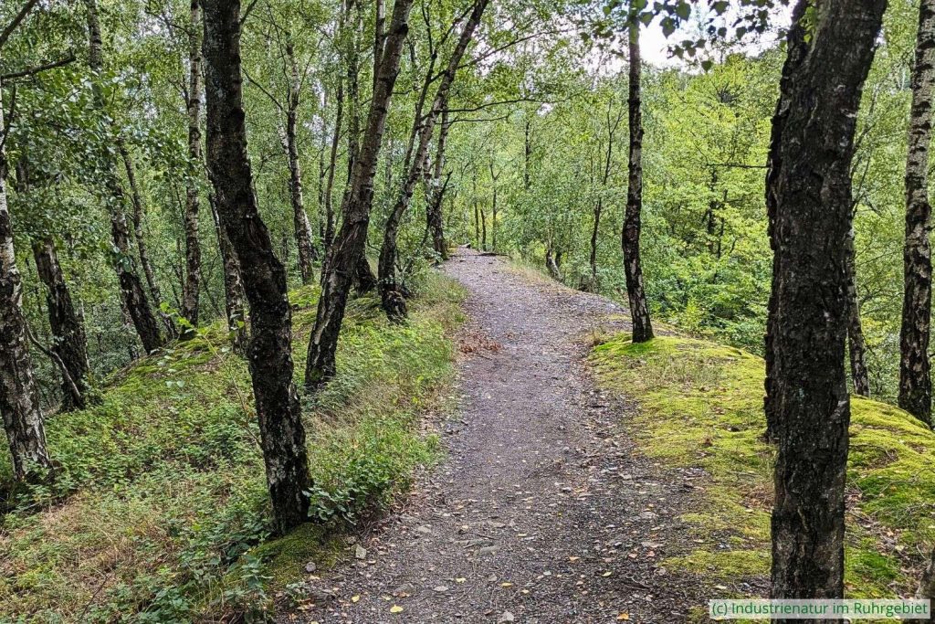 Die Halde Pörtingsiepen in Essen liegt in einem LSG, 19.08.2023