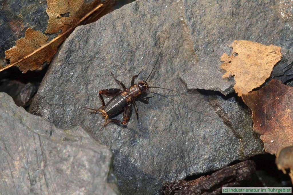 Waldgrille (Nemobius sylvestris), ältere männliche Nymphe, Halde Pörtingsiepen, 30.05.2024