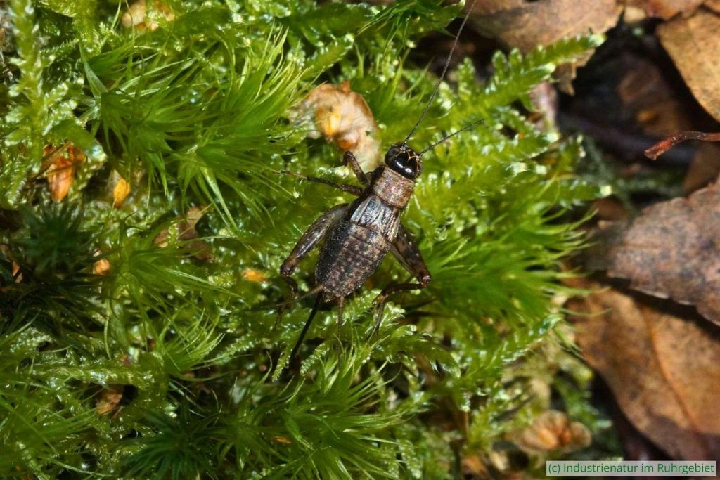 Waldgrille (Nemobius sylvestris), Weibchen, Halde Pörtingsiepen, 20.09.2024