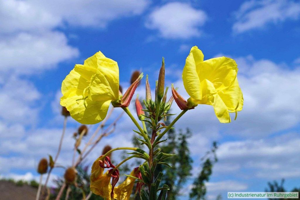 Rotkelchige Nachtkerze (Oenothera glazioviana), Halde Rheinelbe, 29.08.2015