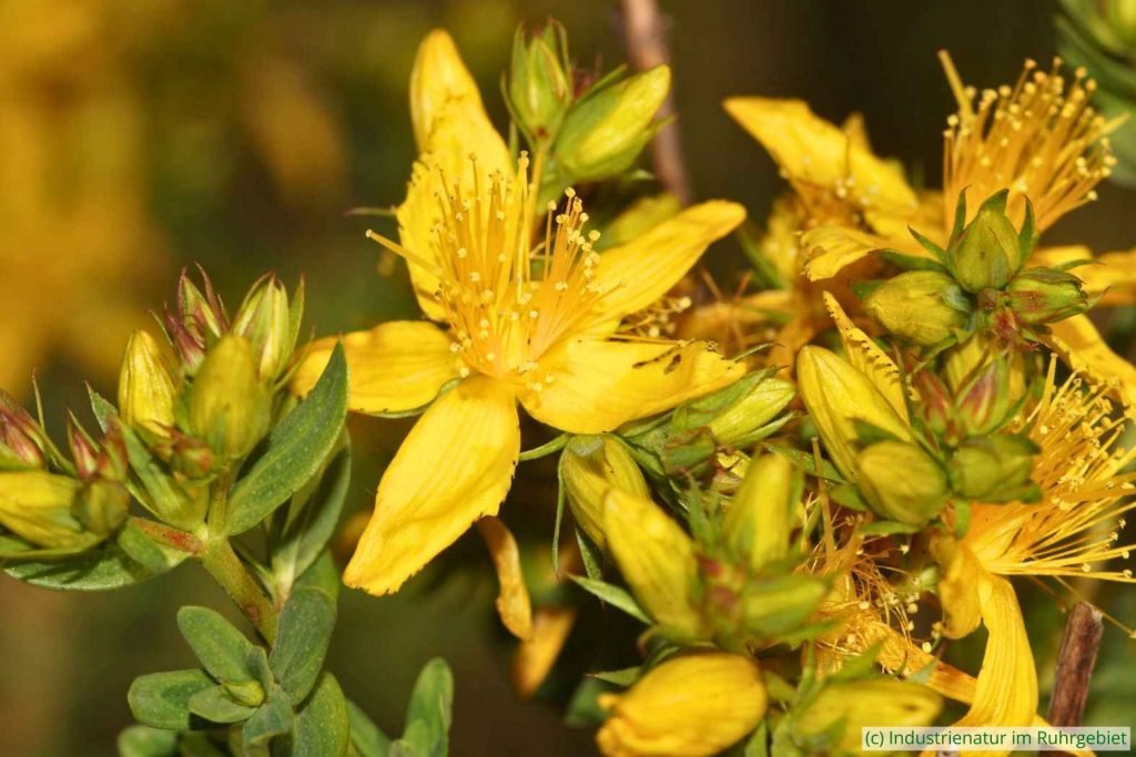 Tüpfel-Johanniskraut (Hypericum perforatum), Halde Rheinelbe, 29.05.2020