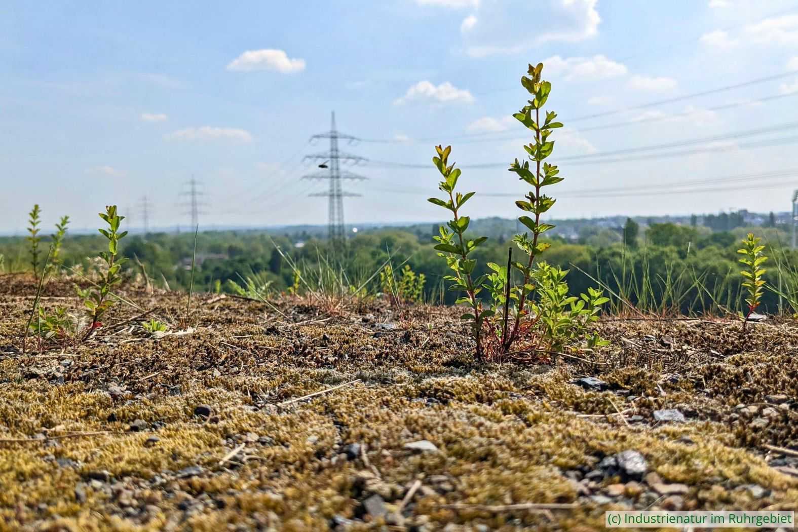 Pionierstandort mit ersten höheren Pflanzen auf der Halde Rheinelbe, 06.05.2022