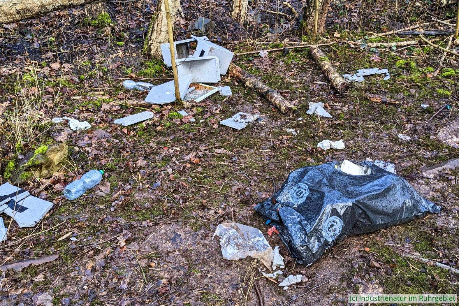Wilde Müllkippe im Industriewald Rheinelbe, 25.02.2023