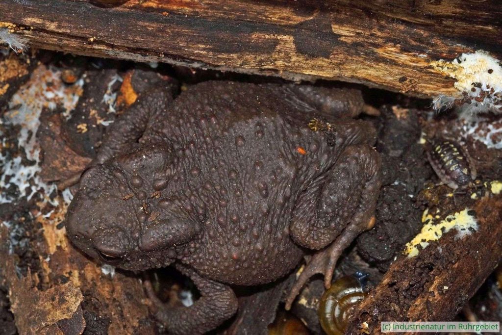 Erdkröte (Bufo bufo), Halde Rheinelbe, 18.04.2023