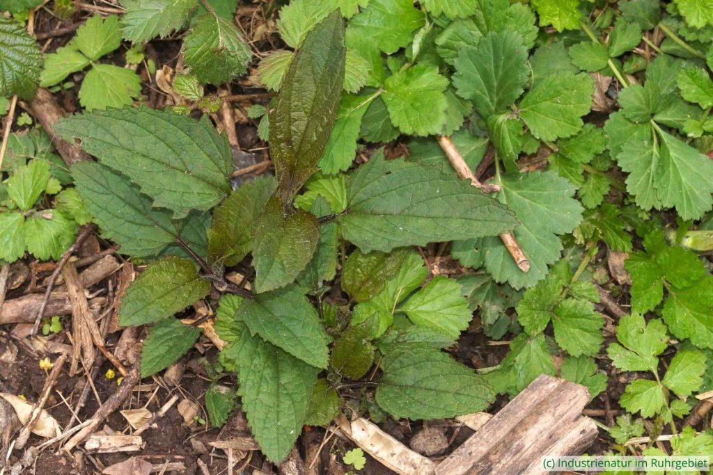 Austreibende Knotige Braunwurz (Scrophularia nodosa, links) und Gewöhnliche Nelkenwurz (Geum urbanum), Halde Rheinelbe, 18.04.2023
