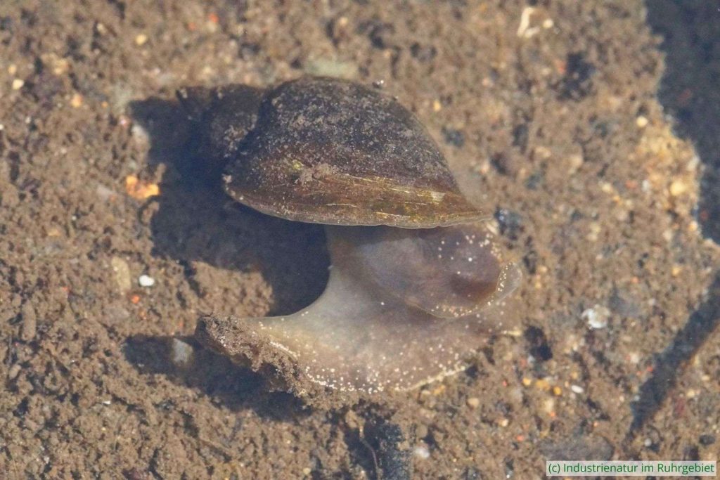 Gemeine Schlammschnecke (Ampullaceana balthica) in einem Temporärgewässer, Halde Rheinelbe, 08.05.2024