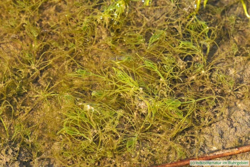 Armleuchteralgen (Chara sp.) in einem Temporärgewässer, Halde Rheinelbe, 22.09.2024