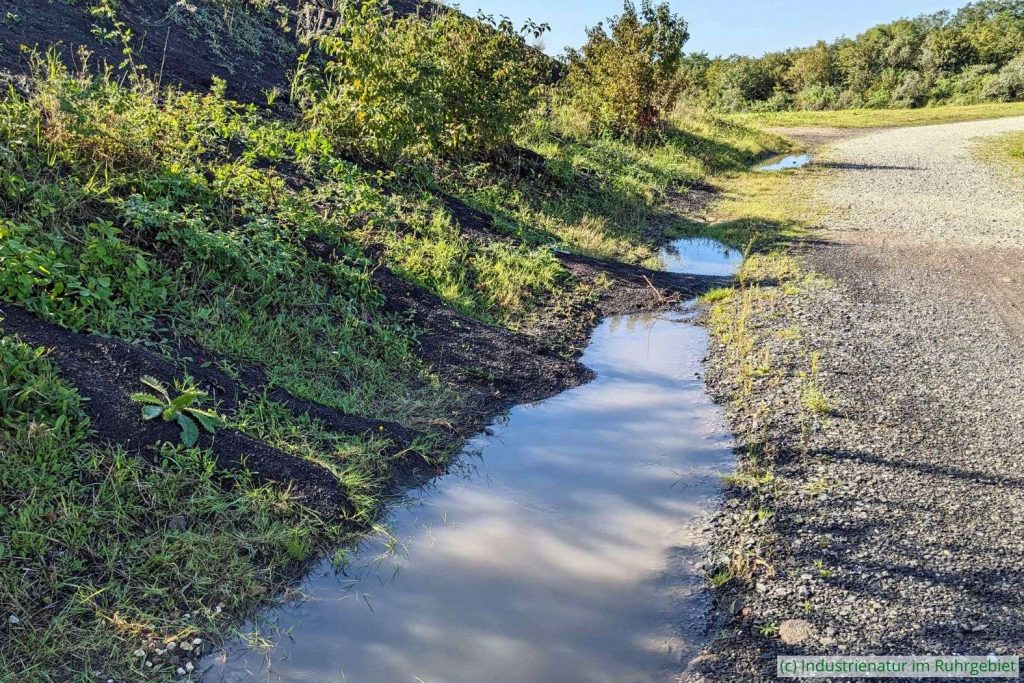 Beispiel 2: Temporärgewässer in einem Abflussgraben, Halde Rungenberg, 24.09.2023