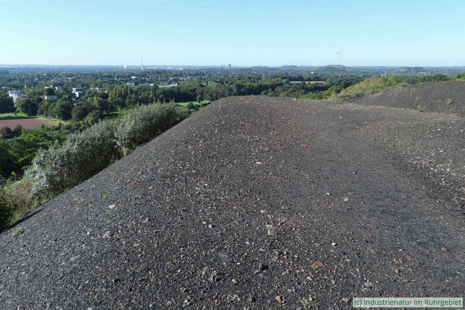 Rohbodenbereich auf der Halde Rungenberg, 24.09.2023