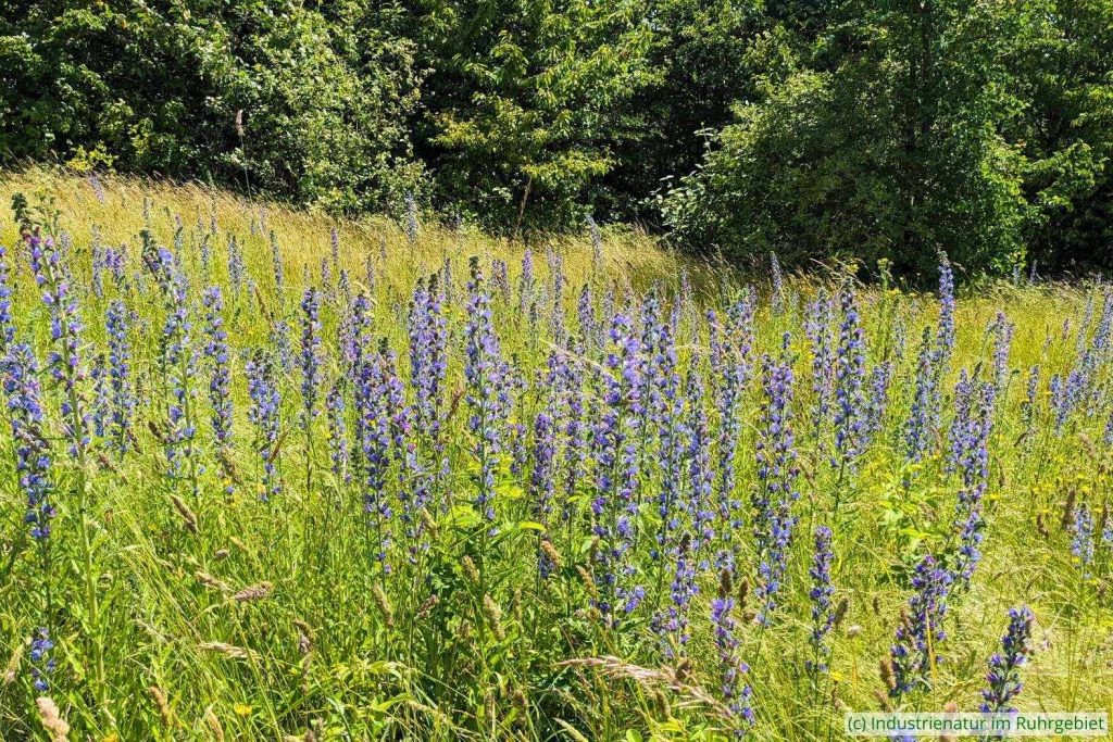 Gewöhnlicher Natternkopf (Echium vulgare), Halde Rungenberg, 09.06.2024