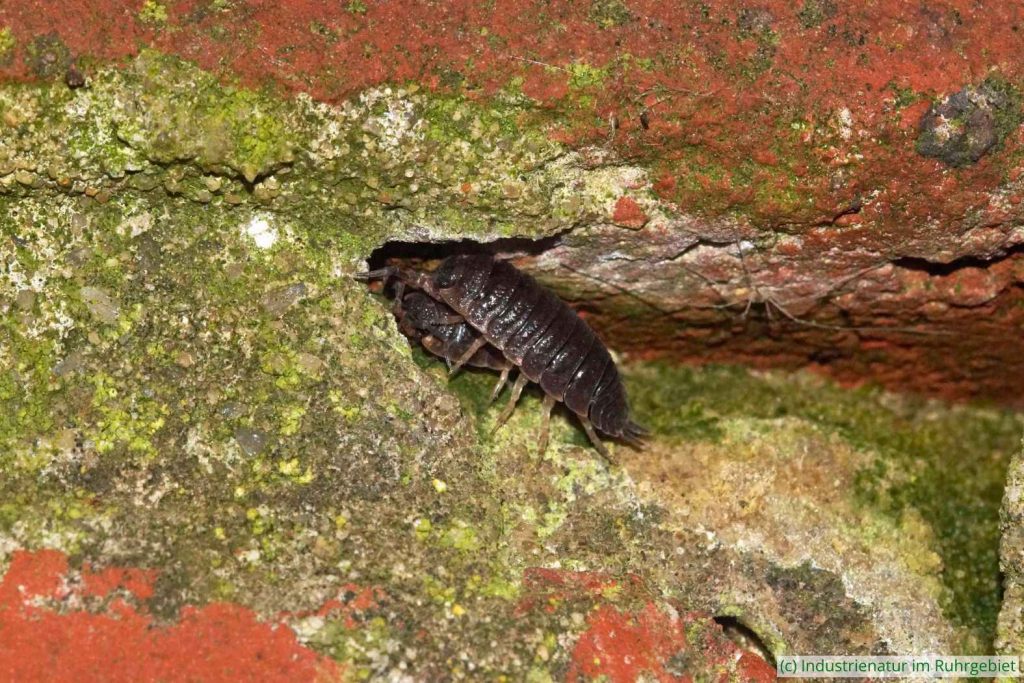 Kellerasseln (Porcellio scaber), Halde Sachsen, 31.05.2023