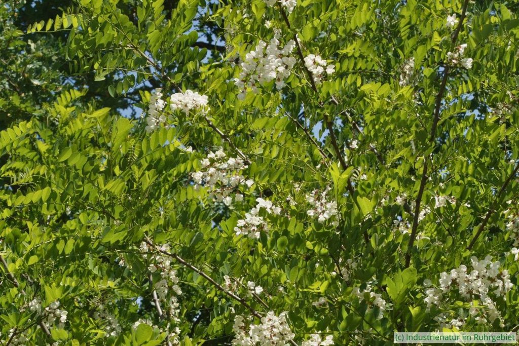 Gewöhnliche Robinie (Robinia pseudoacacia), Halde Zollverein 4/11, 21.05.2020
