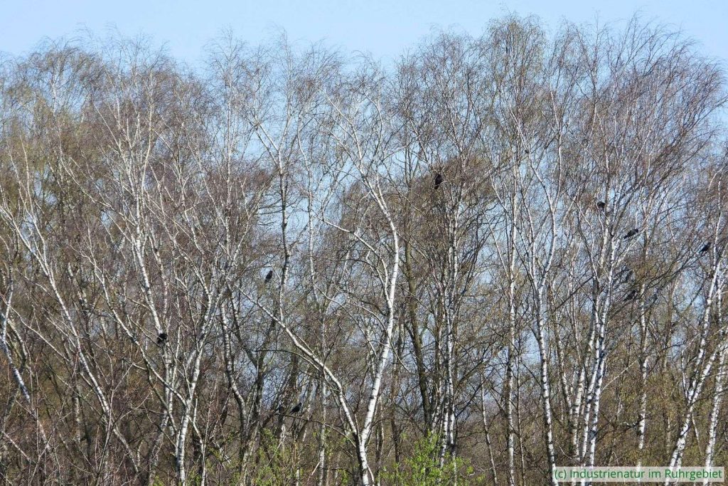 Art der Industriewälder: Hänge-Birke (Betula pendula), Halde Zollverein 4/11, 30.03.2021
