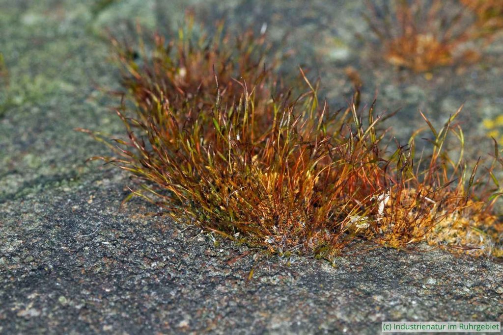 Mauer-Drehzahnmoos (Tortula muralis), Henrichshütte, 25.03.2022