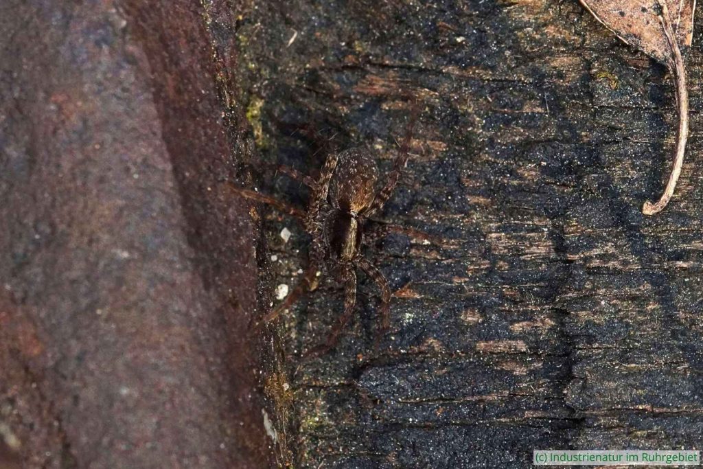 Trauerwolfspinne (Pardosa lugubris s. l.), Artenkomplex, Henrichshütte, 05.10.2023