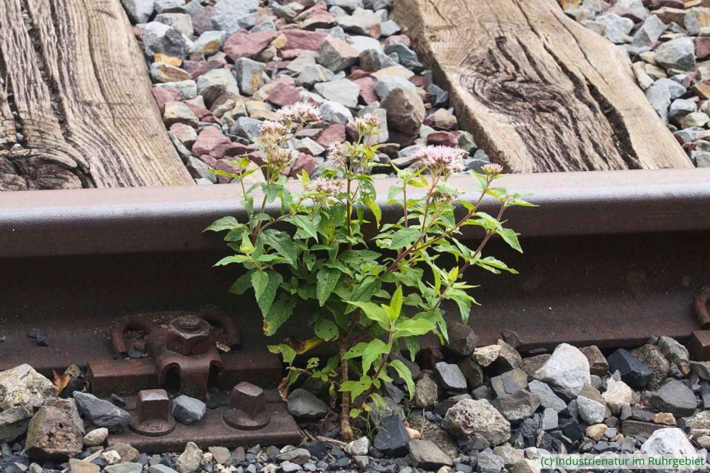 Gewöhnlicher Wasserdost (Eupatorium cannabinum), Henrichshütte, 05.10.2023