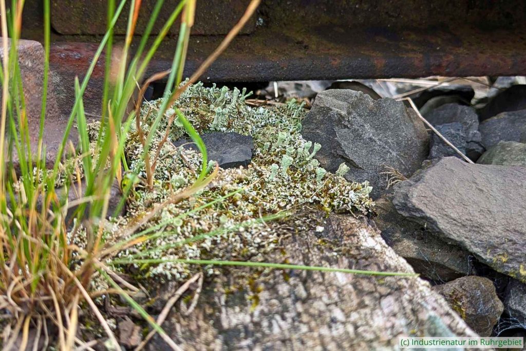 Cladonia sp., Henrichshütte, 05.10.2023