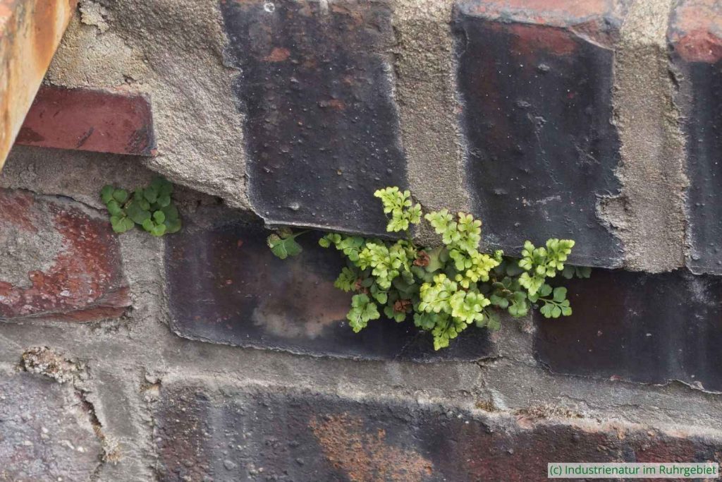 Mauerraute (Asplenium ruta-muraria), Kokerei Hansa, 10.06.2022