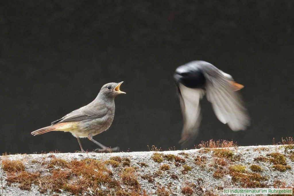 Junger Hausrotschwanz (Phoenicurus ochruros) mit seinem Vater (rechts), Kokerei Hansa, 10.06.2022