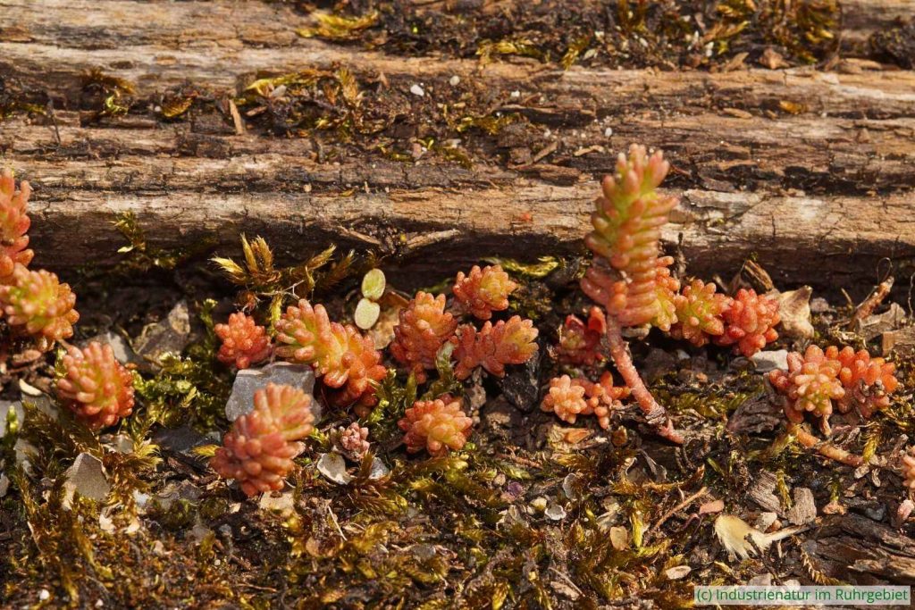 Milder Mauerpfeffer (Sedum sexangulare), Landschaftspark Duisburg-Nord, 22.04.2019