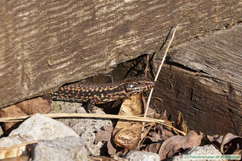 Mauereidechse (Podarcis muralis), Landschaftspark Duisburg-Nord, 22,03,2022