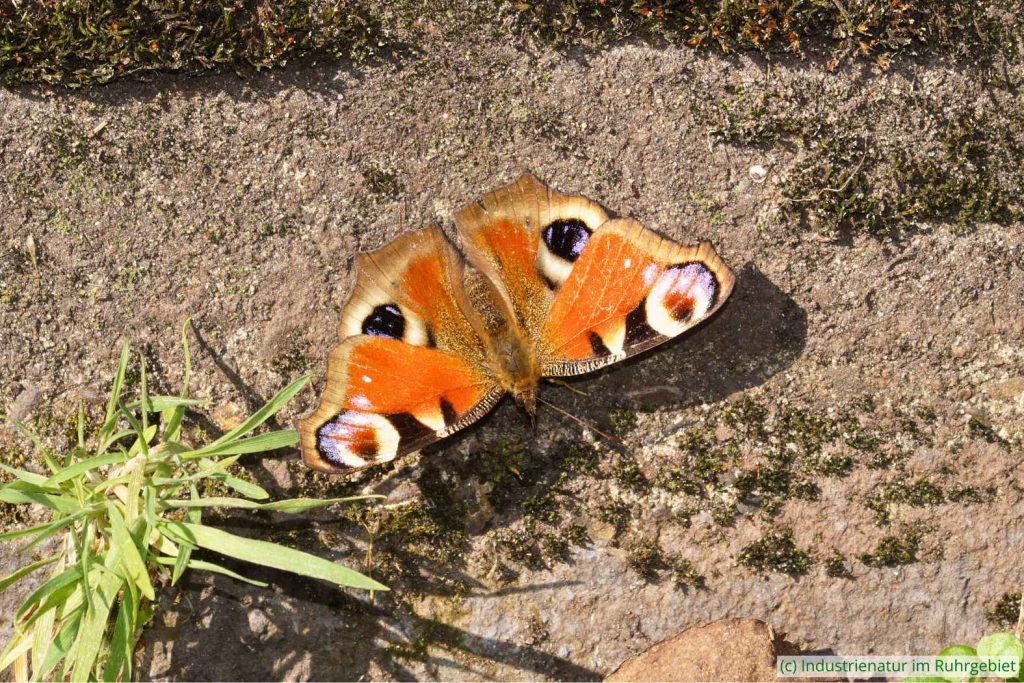 Tagpfauenauge (Aglais io), Landschaftspark Duisburg-Nord, 22.03.2022