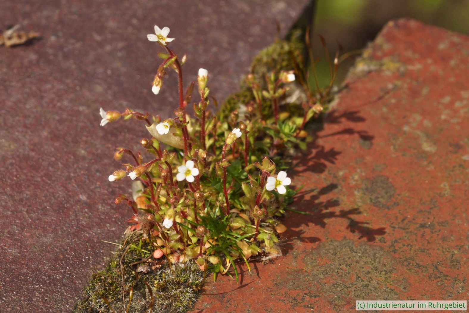 Dreifinger-Steinbrech (Saxifraga tridactylites) auf einer Mauer, Landschaftspark Duisburg-Nord, 11.04.2023