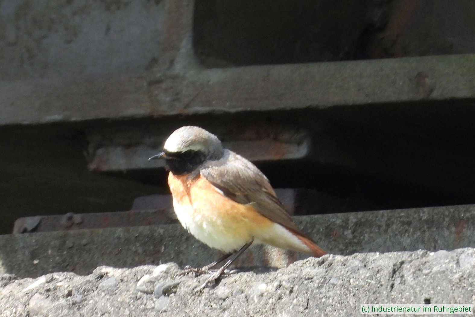 Männlicher Gartenrotschwanz (Phoenicurus phoenicurus), Landschaftspark Duisburg-Nord, 11.04.2023