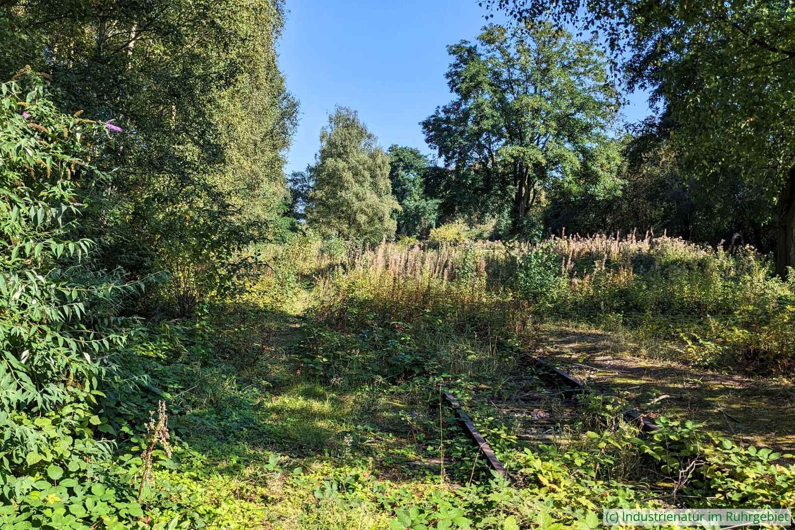 Verbuschende ehemalige Gleisanlage im Landschaftspark Duisburg-Nord, 21.09.2024