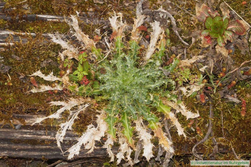 Gewöhnliche Golddistel (Carlina vulgaris), Landschaftspark Duisburg-Nord, 26.03.2025