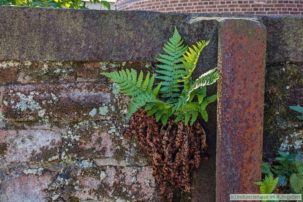 Gewöhnlicher Wurmfarn (Dryopteris filix-mas), Landschaftspark Duisburg-Nord, 10.05.2025