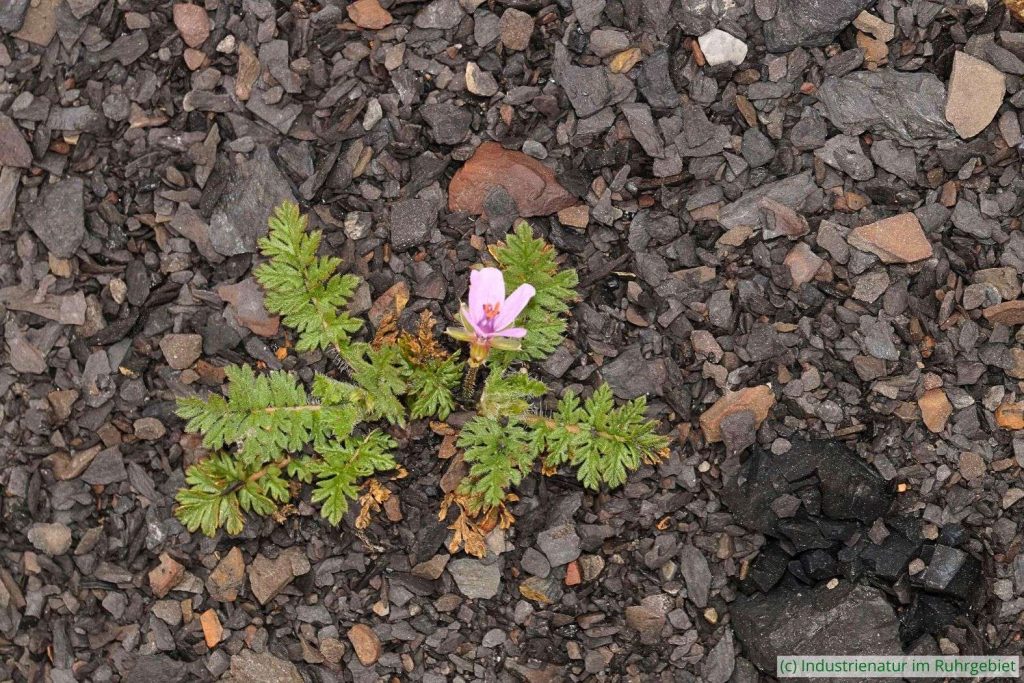 Gewöhnlicher Reiherschnabel (Erodium cicutarium), Schurenbachhalde, 14.04.2018