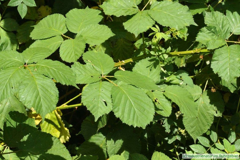 Armenische Brombeere (Rubus armeniacus), Schurenbachhalde, 20.06.2022