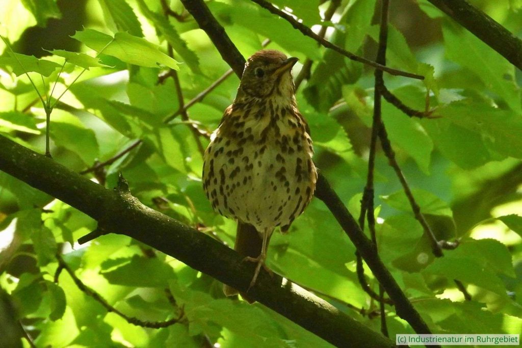 Singdrossel (Turdus philomelos), Schurenbachhalde, 20.06.2022