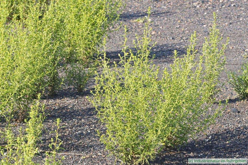 Schmalblättriger Klebalant (Dittrichia graveolens), Schurenbachhalde, 30.09.2022