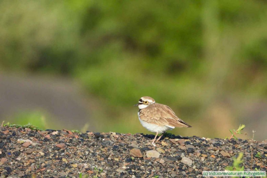 Flussregenpfeifer (Charadrius dubius), Schurenbachhalde, 03.05.2023