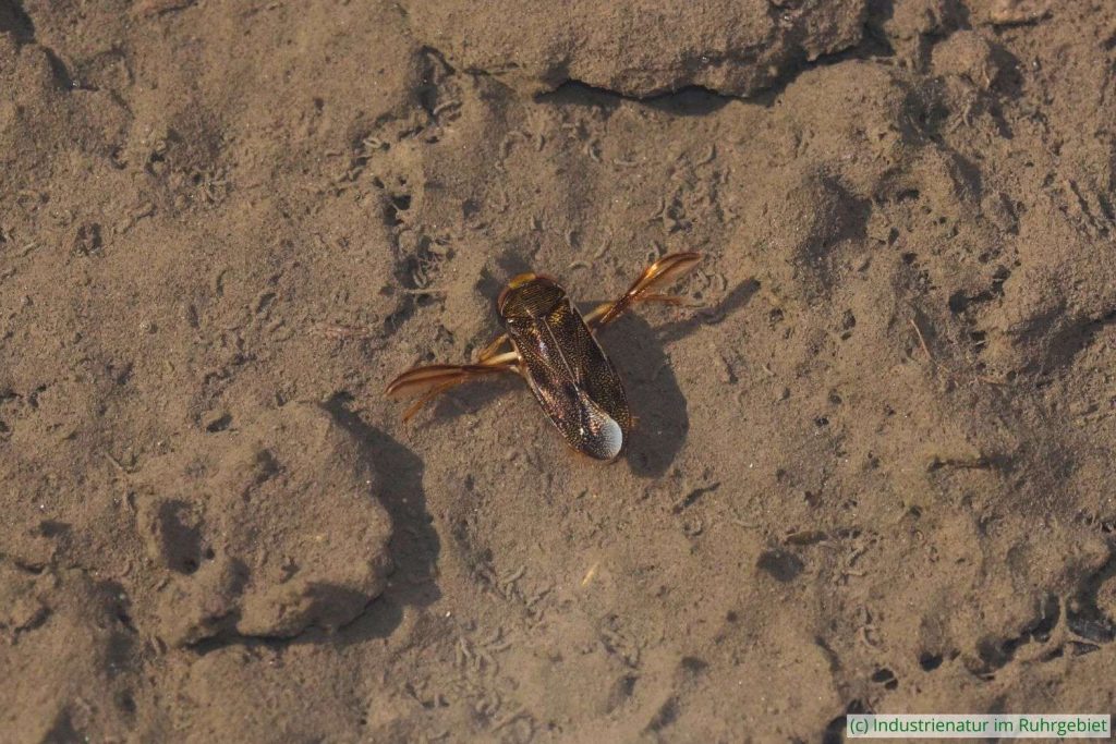 Punktierte Ruderwanze (Corixa punctata) in einem Temporärgewässer, Schurenbachhalde, 18.10.2025